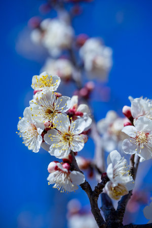 Spring flowering cherry and plum treesの写真素材