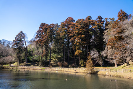 Large cedar tree with blue sky in the backgroundの写真素材