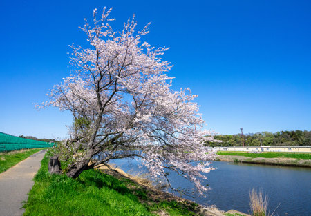 Cherry blossoms in full bloom along the shore of the riverの写真素材