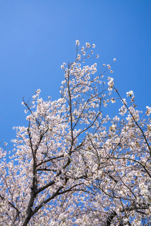 Cherry blossoms and blue sky in spring, Osaka, Japanの写真素材