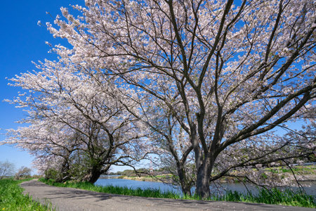 Cherry blossoms in full bloom along the banks of the riverの写真素材