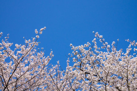 Cherry blossoms in full bloom with blue sky in the backgroundの写真素材