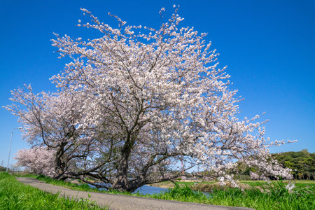 Cherry blossoms in full bloom along the river. Spring landscapeの写真素材