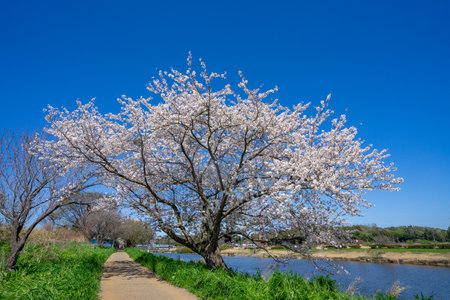 Cherry blossoms in full bloom along the bank of the riverの写真素材