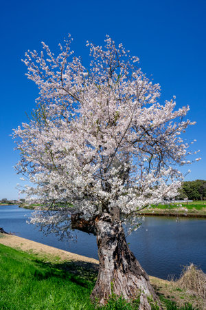 cherry blossom tree on the background of the lake and blue skyの写真素材