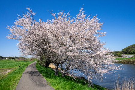 Cherry blossoms in full bloom on the banks of the riverの写真素材