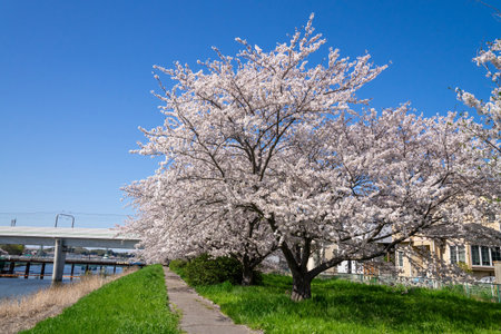Cherry blossoms in full bloom along the banks of the riverの写真素材