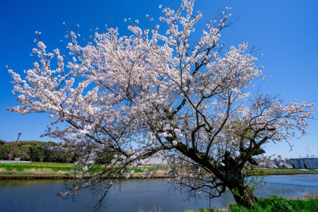 Cherry blossoms in full bloom on the bank of the riverの写真素材