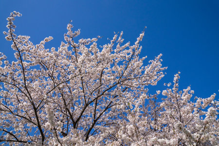 Cherry blossoms in full bloom with blue sky in the backgroundの写真素材