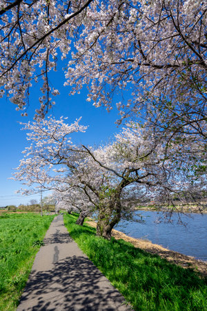Cherry blossoms in full bloom along the shore of the riverの写真素材