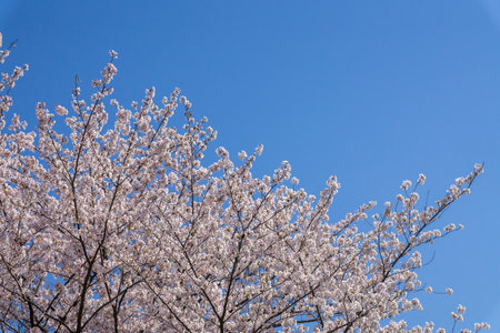 Cherry blossoms in full bloom with blue sky in the backgroundの写真素材