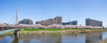 Cherry blossoms along the riverside in Yokohama, Japanの写真素材