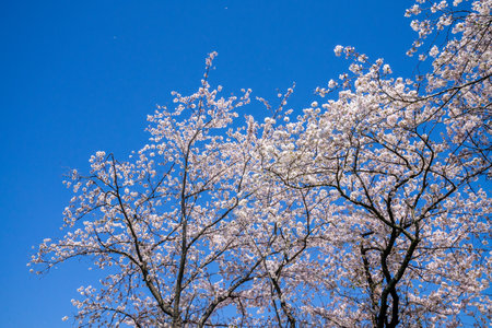 Cherry blossoms in full bloom on blue sky background, Japanの写真素材
