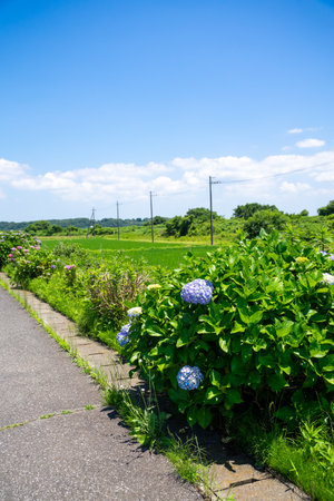Hydrangeas blooming next to a rice field in the suburbsの写真素材