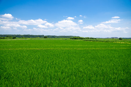 Lush rice field scenery in the suburbsの写真素材