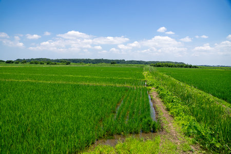 Lush rice field scenery in the suburbsの写真素材