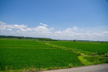 Lush rice field scenery in the suburbsの写真素材