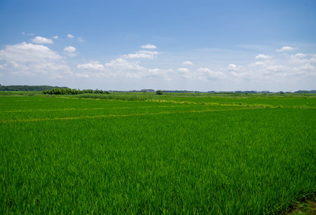 Lush rice field scenery in the suburbsの写真素材