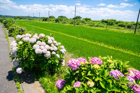 Lush rice field scenery in the suburbsの写真素材