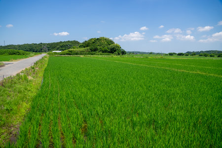 Lush rice field scenery in the suburbsの写真素材
