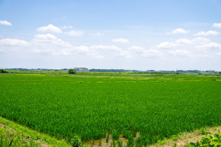 Lush rice field scenery in the suburbsの写真素材