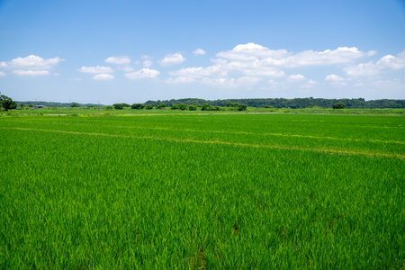 Lush rice field scenery in the suburbsの写真素材