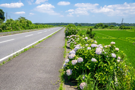 Hydrangeas blooming next to a rice field in the suburbsの写真素材