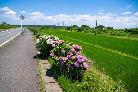 Hydrangeas blooming next to a rice field in the suburbsの写真素材