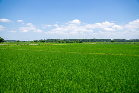 Lush rice field scenery in the suburbsの写真素材