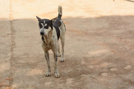 thai dogの写真素材