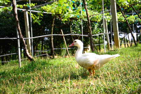 The walking duckの写真素材