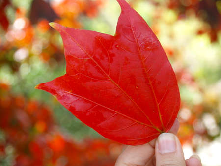 Red maple leafの写真素材