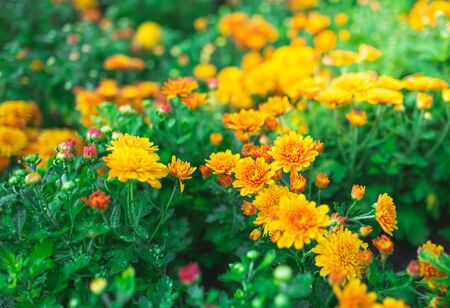 Bouquet of gerberas.Yellow and orange gerberas.の写真素材