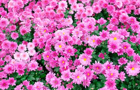 Purple violet summer gerbera osteospermum flower with raindrops on a green backgroundの写真素材