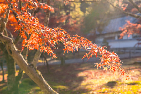 Autumn leaves in the garden, selective focus, japanese styleの写真素材