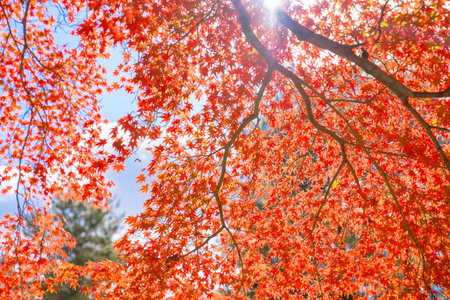 Red maple leaves on the tree in autumn season, South Korea.の写真素材