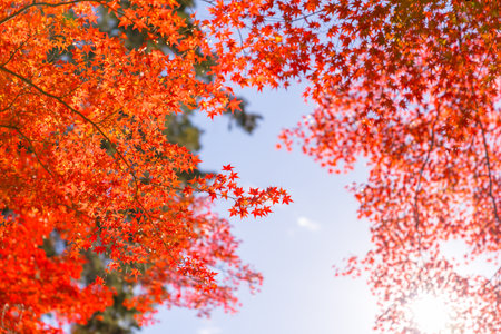 Autumn leaves of Japanese maple tree with blue sky background in Japanの写真素材