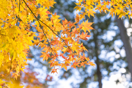 Maple tree in autumn season with yellow, orange and red leavesの写真素材