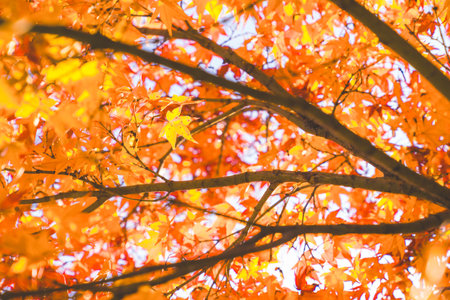 Beautiful autumn landscape.Falling maple leaf seasons.Maple leaves turn yellow, orange, red in autumn at Kyoto,Japan.の写真素材