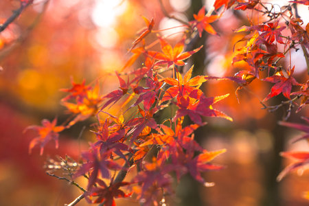 Beautiful autumn landscape.Falling maple leaf seasons.Maple leaves turn yellow, orange, red in autumn at Kyoto,Japan.の写真素材