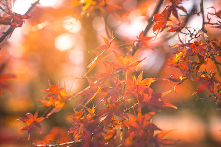 Red maple leaves in autumn season in Japan. Selective focus.Beautiful autumn landscape.Falling maple leaf seasons.Maple leaves turn yellow, orange, red in autumn at Kyoto,Japan.の写真素材