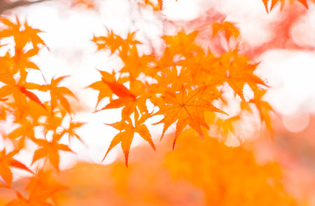 Maple leaves in autumn season, Japan. Beautiful autumn landscape.Falling maple leaf seasons.Maple leaves turn yellow, orange, red in autumn at Kyoto,Japan.の写真素材