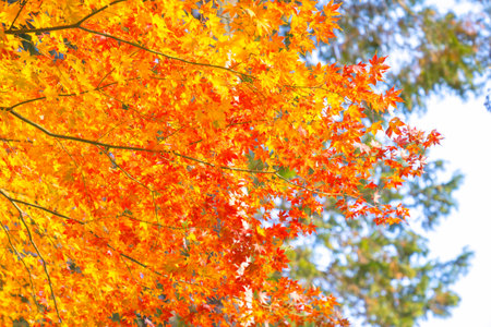 Colorful maple leaves in autumn season in Japan. Beautiful autumn landscape.Falling maple leaf seasons.Maple leaves turn yellow, orange, red in autumn at Kyoto,Japan.の写真素材