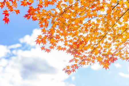 Maple leaves in autumn season with blue sky and white cloud background.Falling maple leaf...