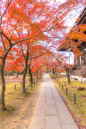 Beautiful autumn leaves in Kiyomizu-dera Temple, Kyoto, Japanの写真素材