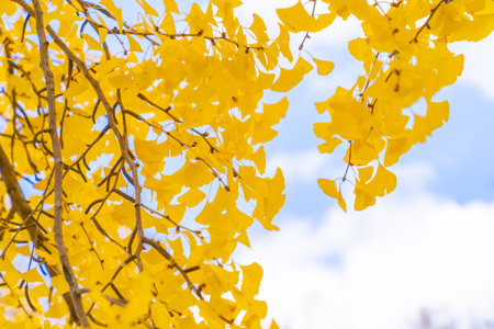 Yellow ginkgo leaves in autumn season with blue sky background.の写真素材