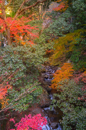 View along the way in Autumn season to Minoo waterfall at Minoo park, Osaka,Japan.の写真素材