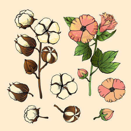 stylized pictures set of white cotton flowers.のイラスト素材
