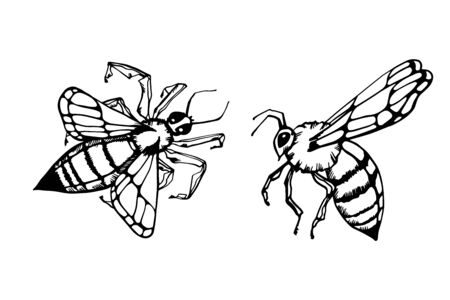 Honey bee set. Vector. Set of honey and bee labels for honey logo products.のイラスト素材