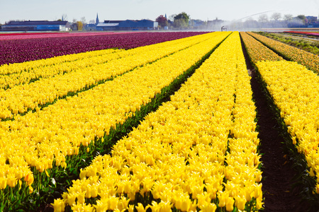 Flower Fieldsの写真素材